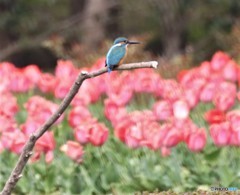 カワセミさん。