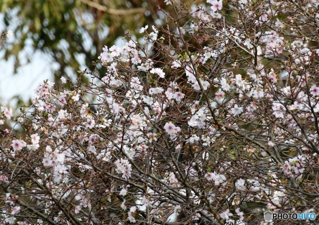 十月桜。