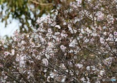 十月桜。