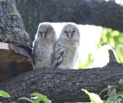 フクロウさんのヒナちゃん。