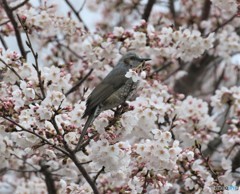 桜とヒヨドリさん。