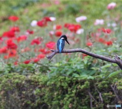 カワセミさん。