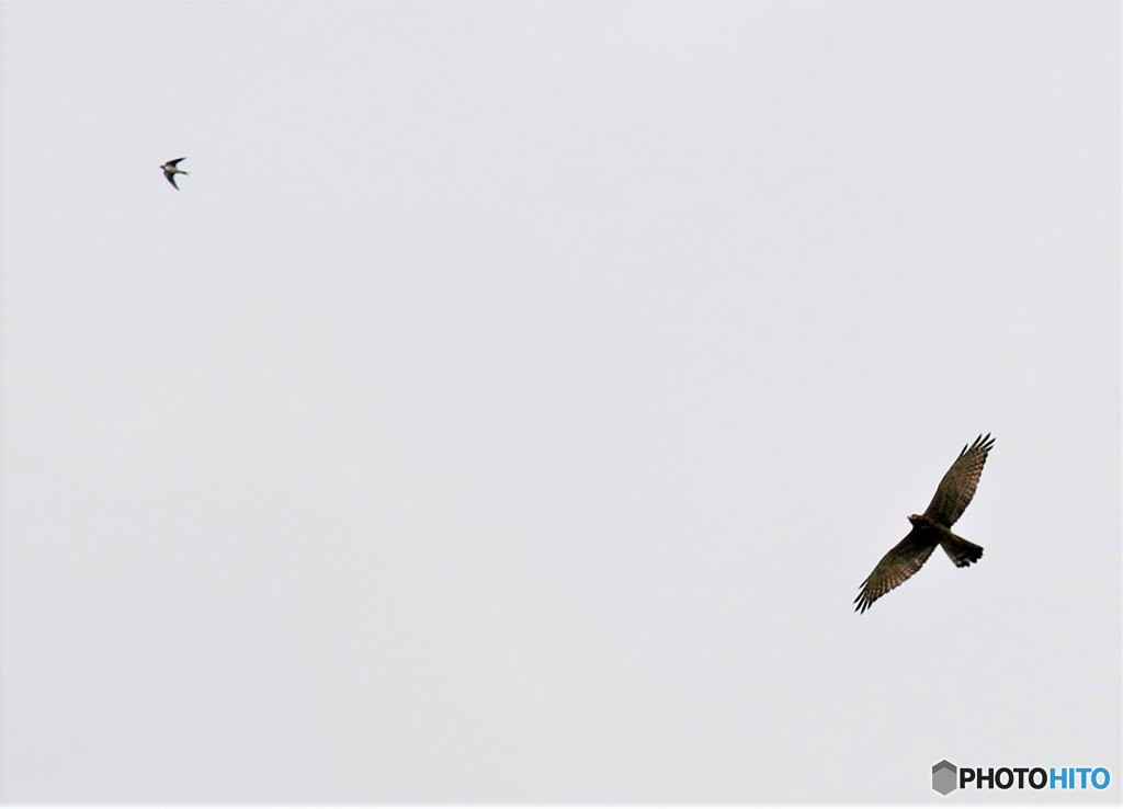 ツバメとサシバさん