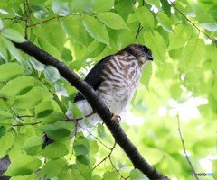 ツミの幼鳥３兄弟。②