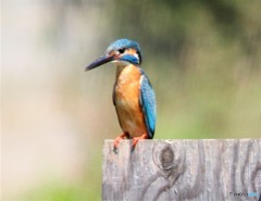 カワセミくん。