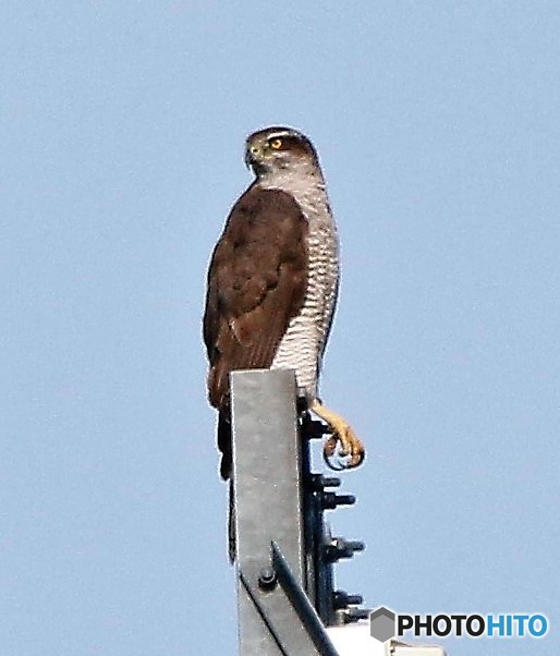 休憩中のオオタカさん。