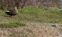 カワセミくんとカルガモさん。