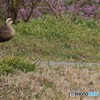 カワセミくんとカルガモさん。