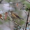 ルリビタキさんのメス。