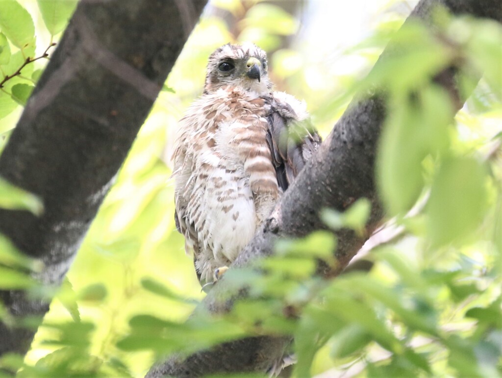 ツミさんの幼鳥。