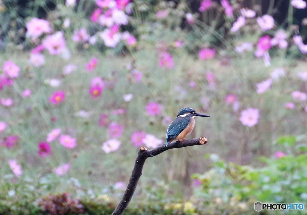 カワセミくんとそろそろ終わりになってきたコスモスの花。