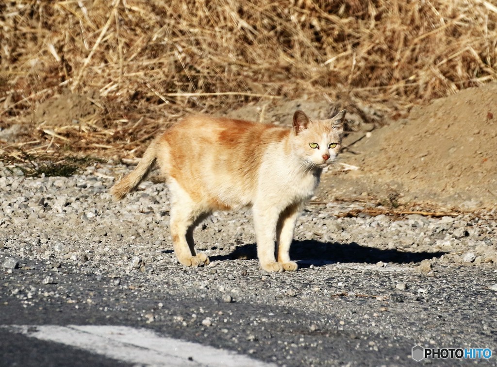 公園のネコさん。