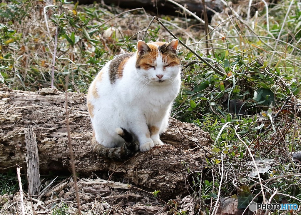 公園のネコさん。