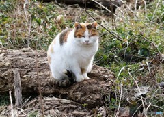 公園のネコさん。