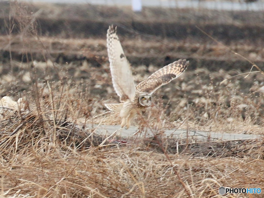 コミミズクさん。
