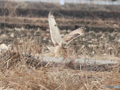 コミミズクさん。