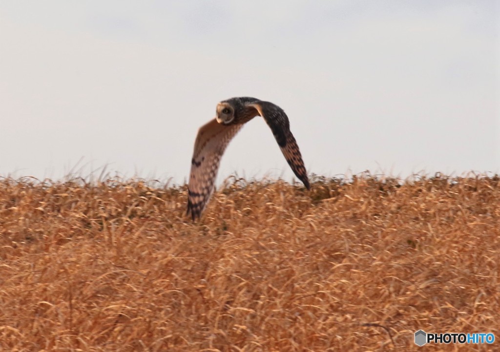 コミミズクさん。