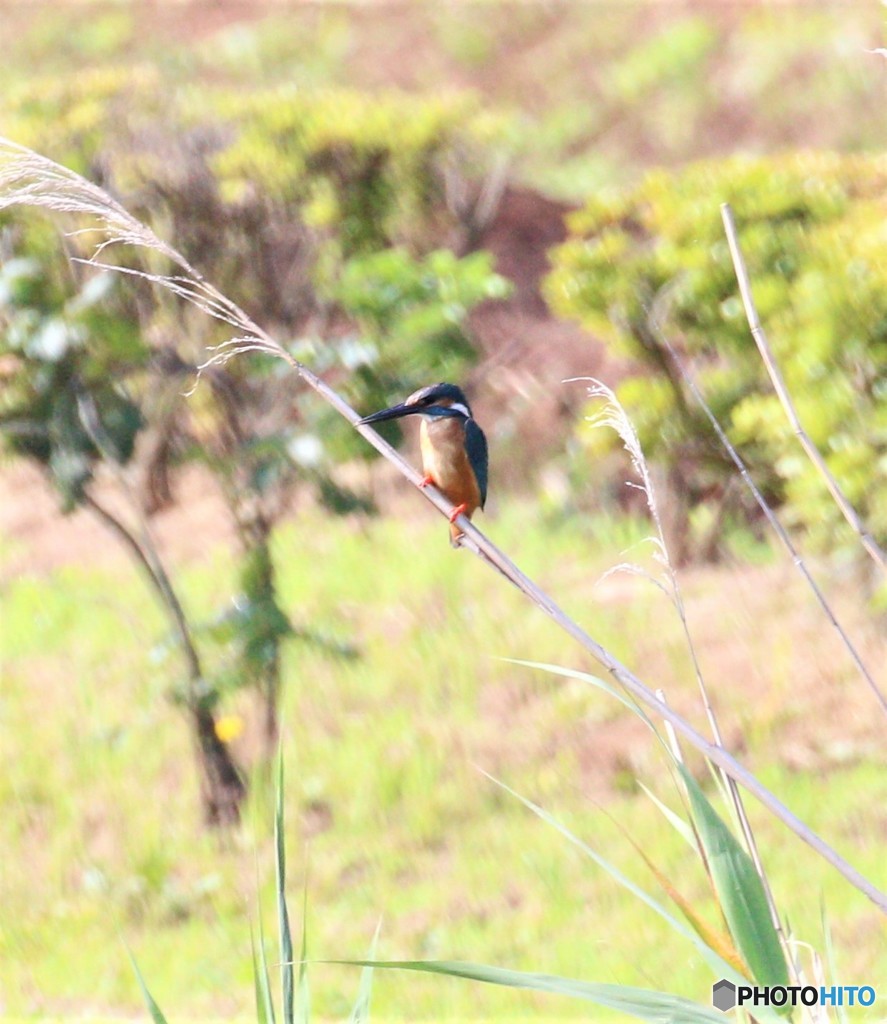 カワセミさん。