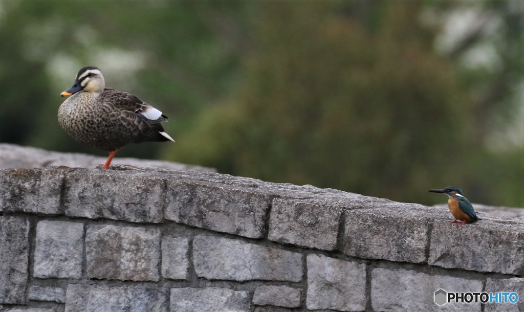 カルガモさんとカワセミくん。