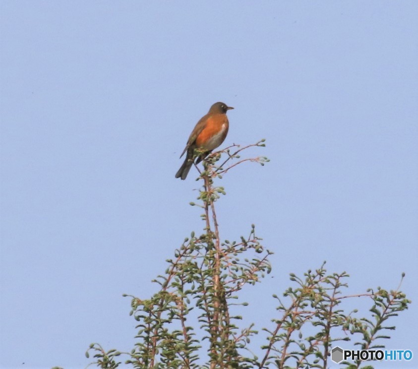 アカハラさん。