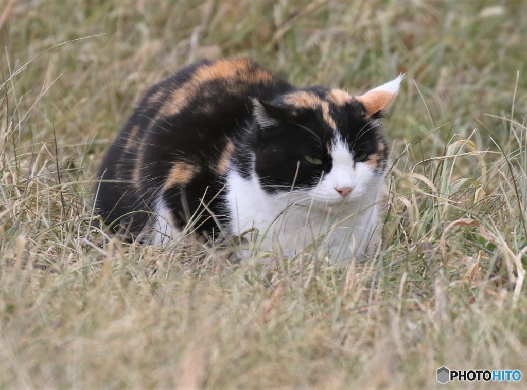 公園のネコさん。