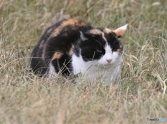 公園のネコさん。