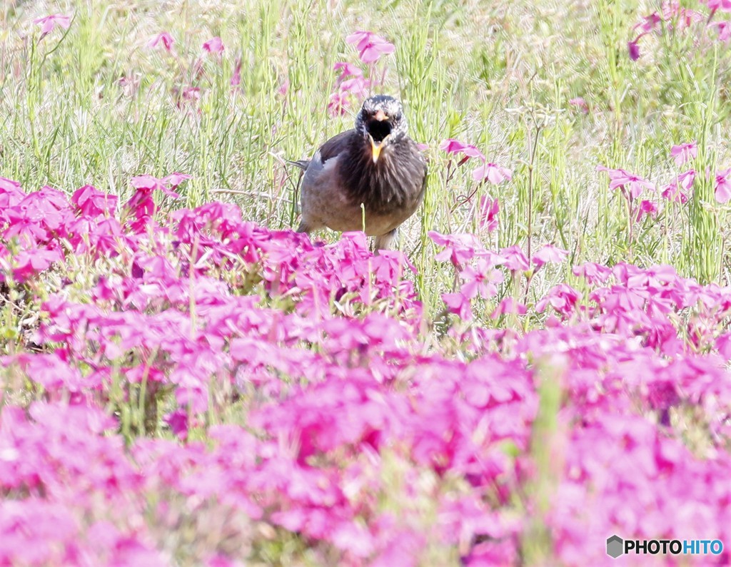 ムクドリさんと芝桜。