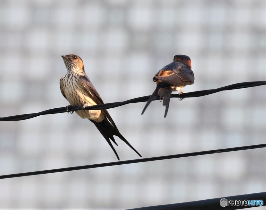 コシアカツバメさん。