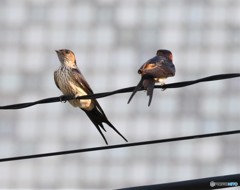 コシアカツバメさん。