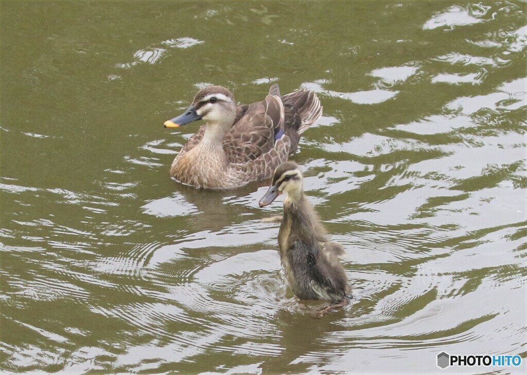 カルガモさんの親子。