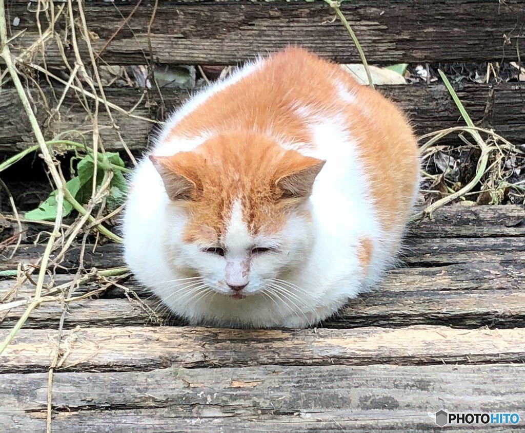公園のネコさん。