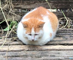 公園のネコさん。
