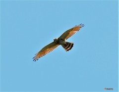 サシバさん。