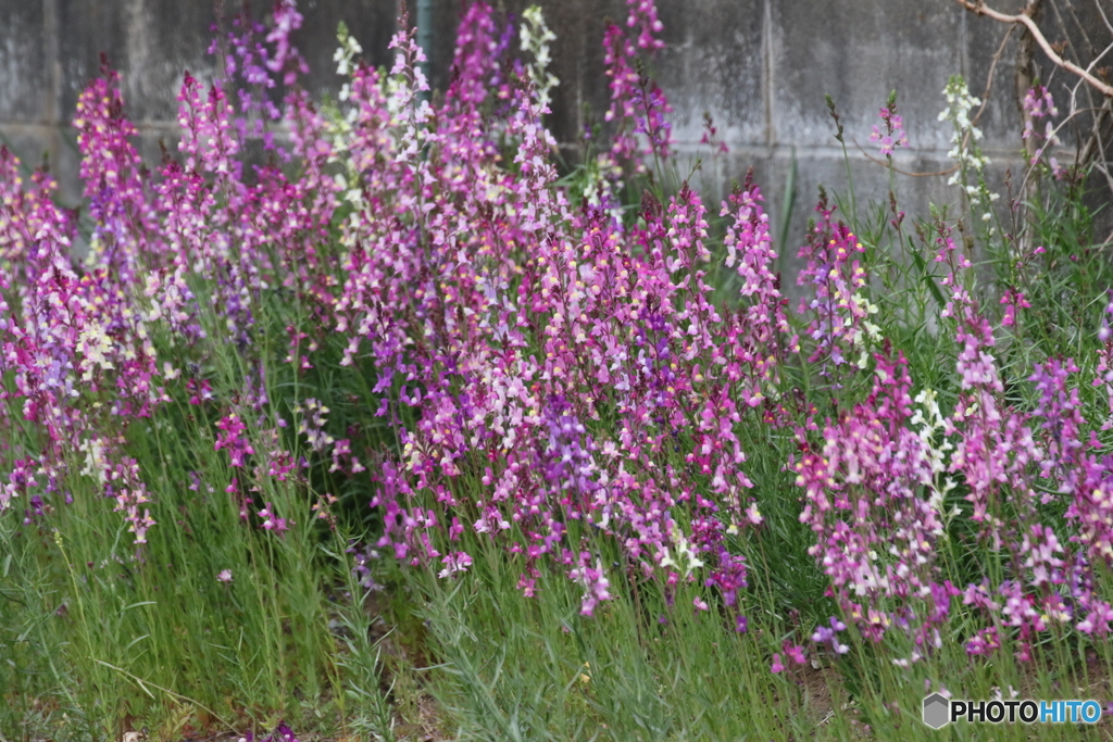 お花見。