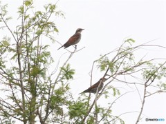 ツグミさん。