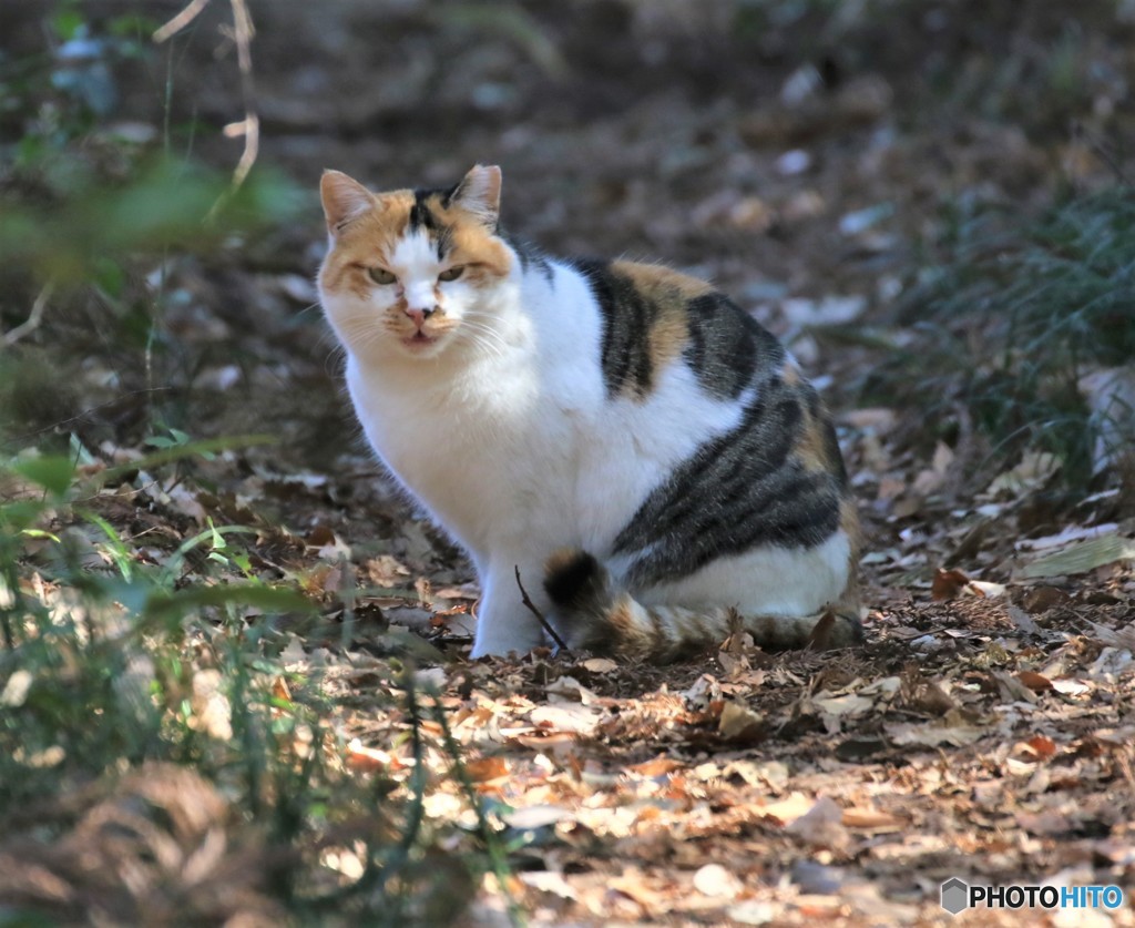 公園のネコさん。