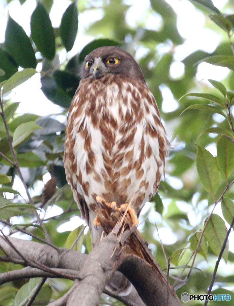 アオバズクくん。