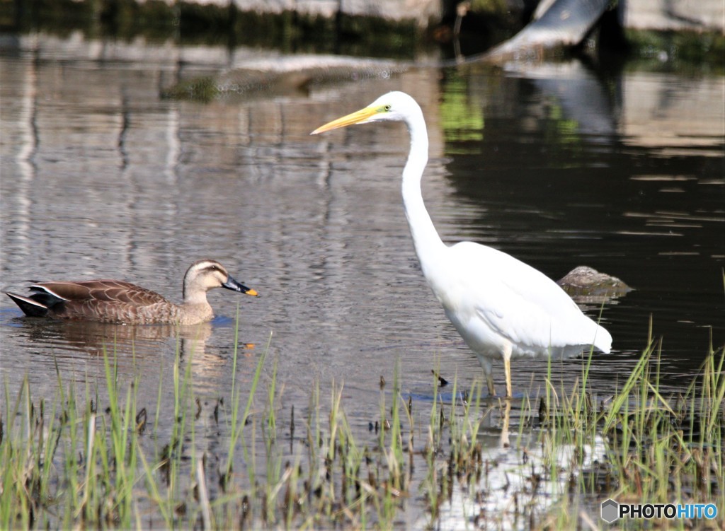 カルガモさんとダイサギさん。