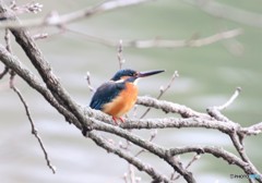 カワセミさん。