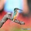 カワセミさん。