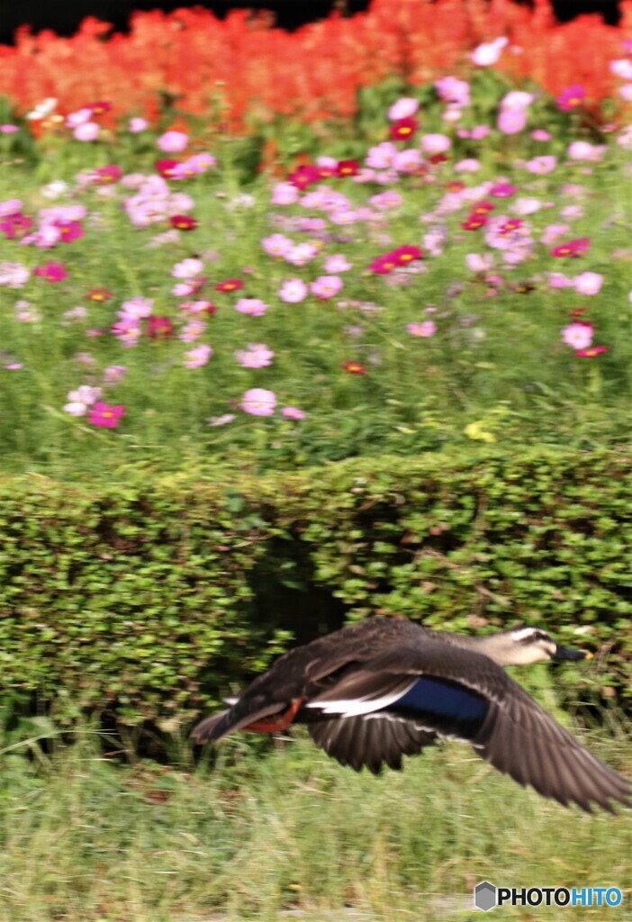 カルガモさん。