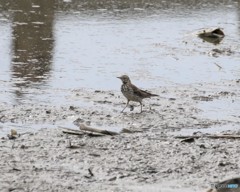 タヒバリさん。