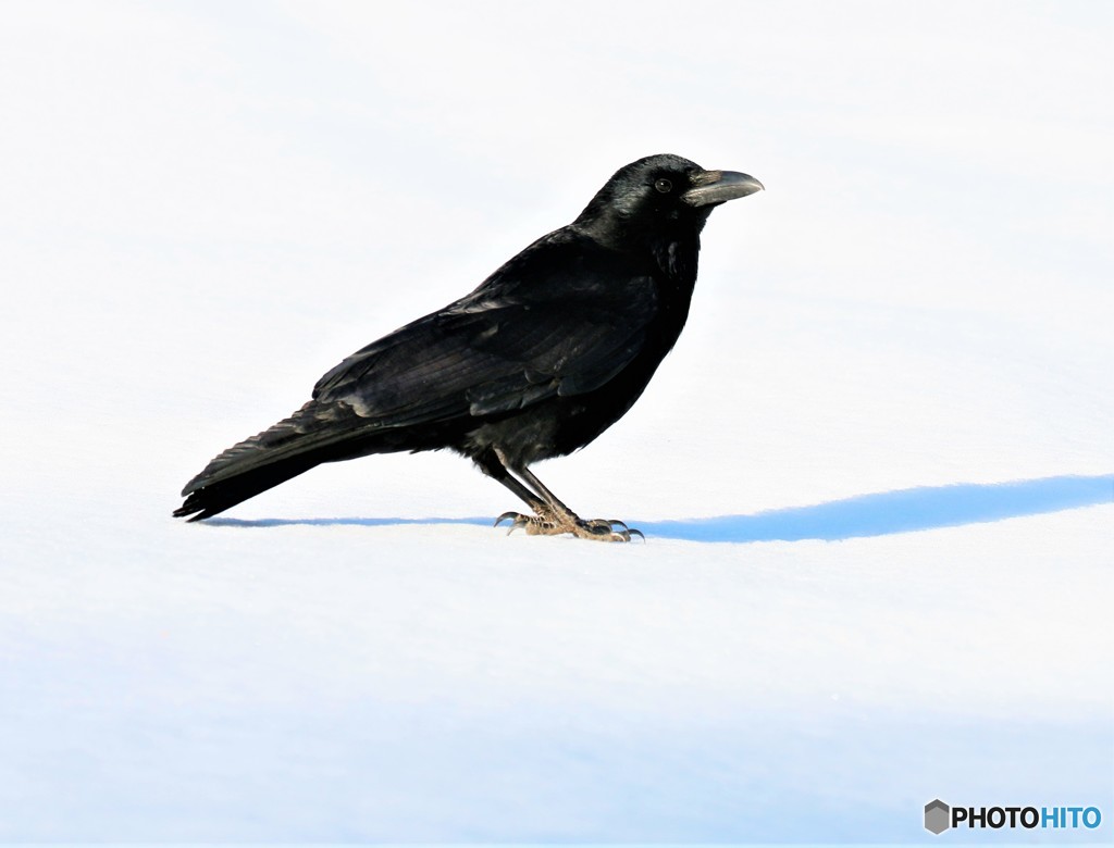 公園の野鳥さん。
