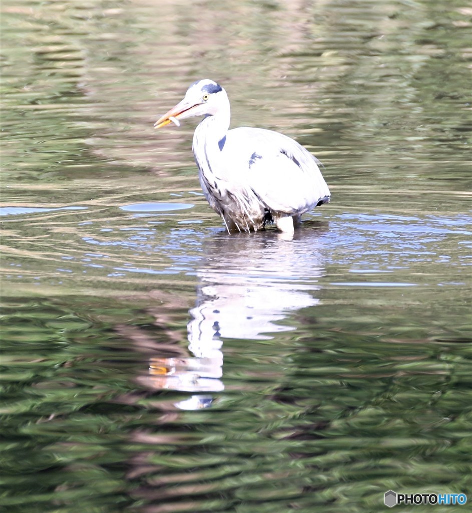 食事中のアオサギさん。