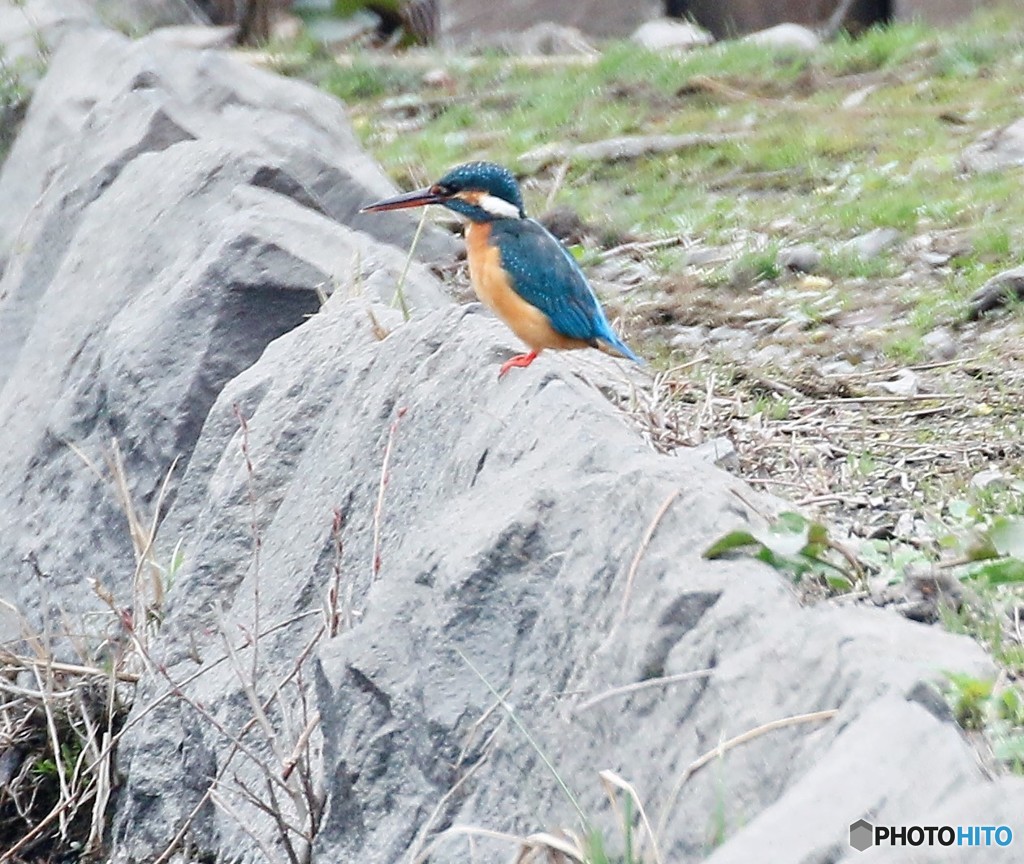 カワセミさん。