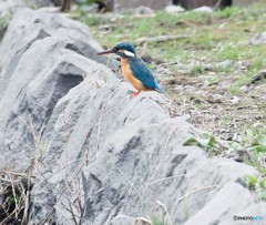 カワセミさん。