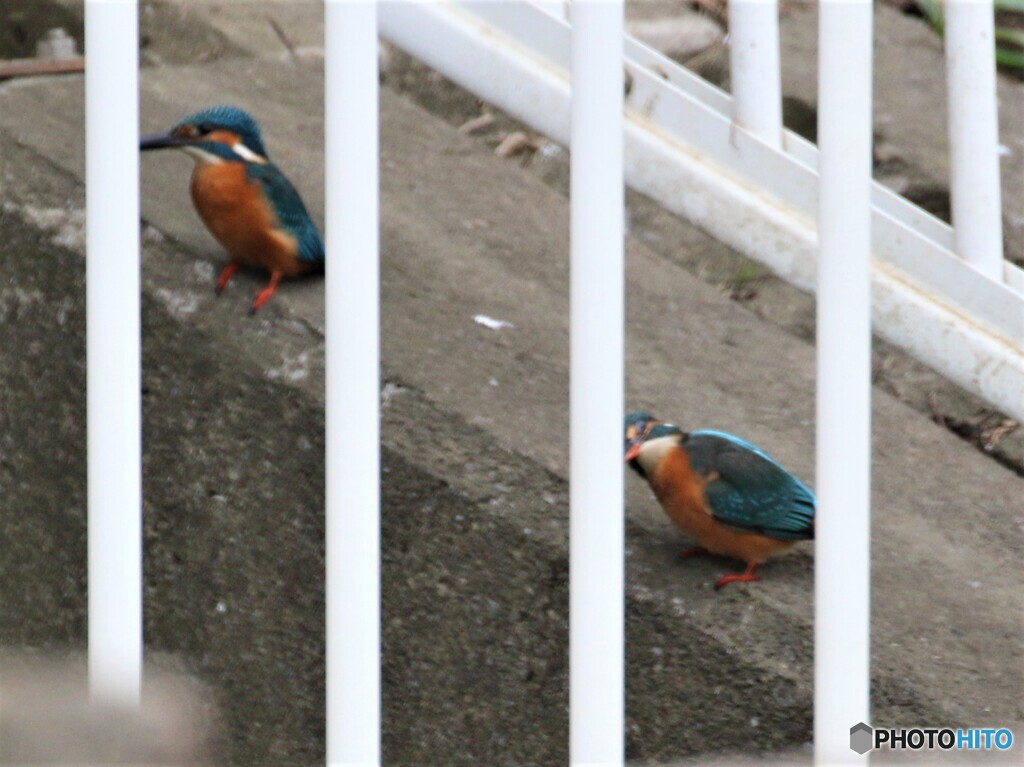 カワセミさん。