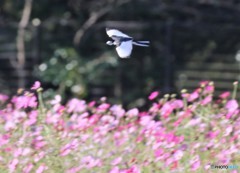 ハクセキレイさんとコスモス。
