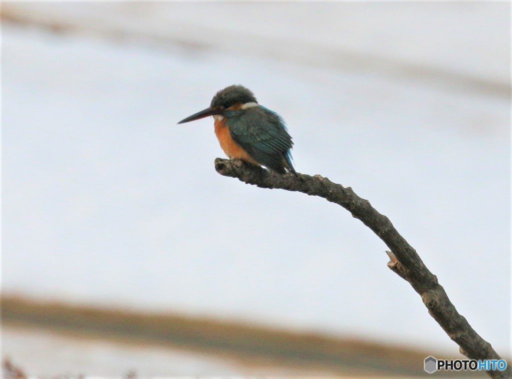 カワセミさんと残雪。