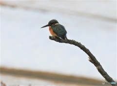 カワセミさんと残雪。